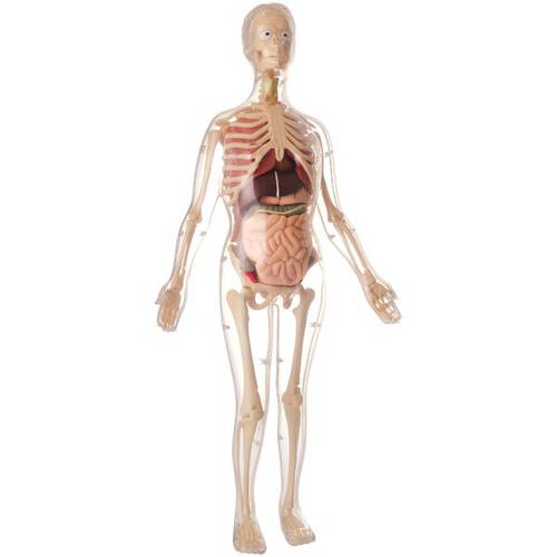 Visible Female Anatomy Kit (47 pcs)