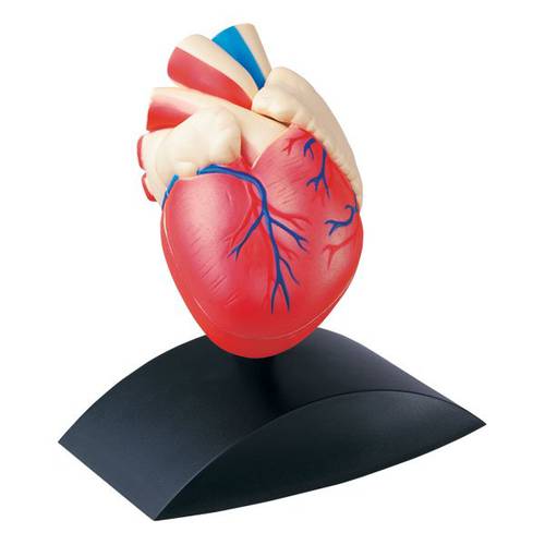 Heart Model
