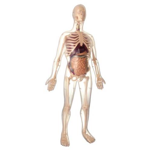 Visible male Anatomy Kit (45 pcs)