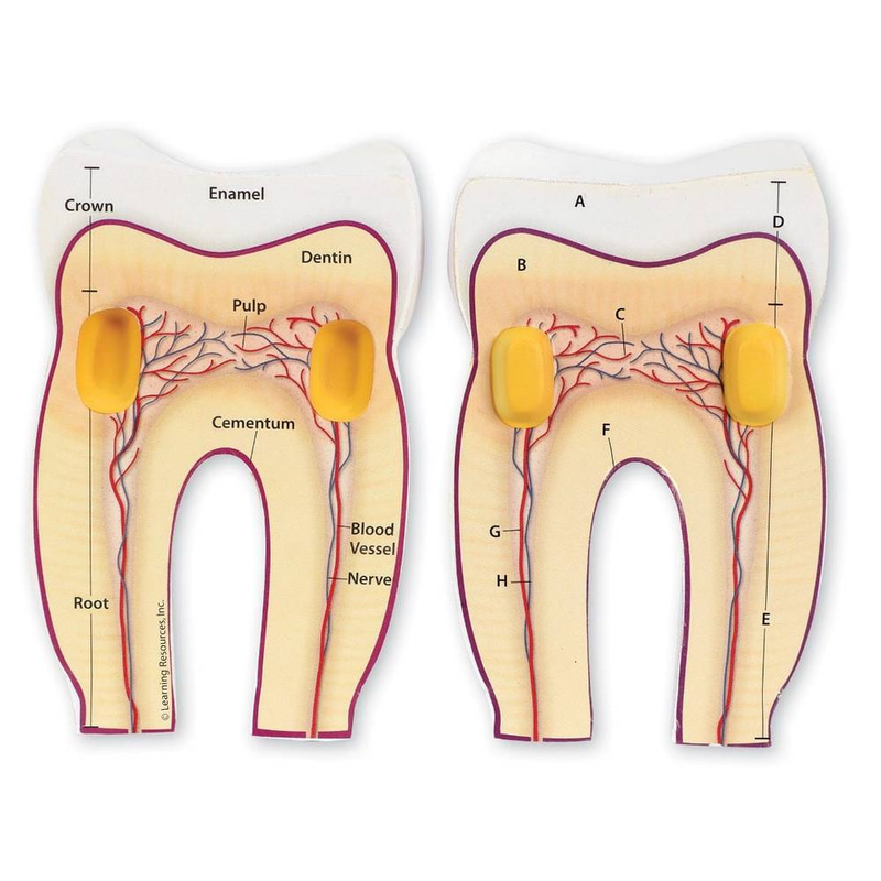 Soft Foam Cross-Section Tooth Model