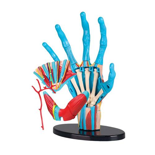 Hand Anatomy Model 23 pcs 16.5cm (6.5″)