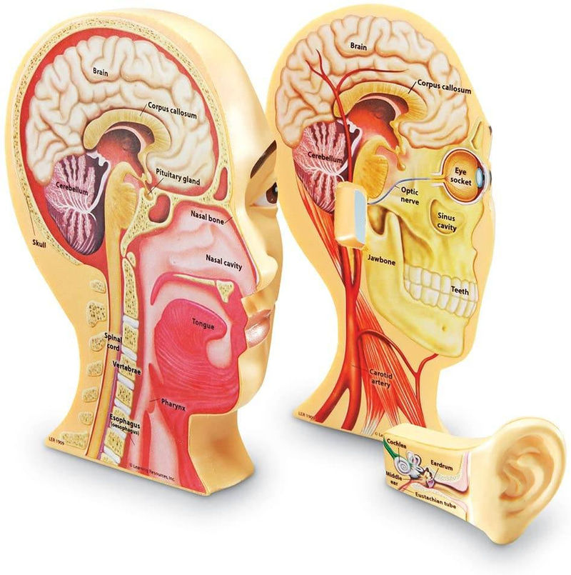 Human Head Model