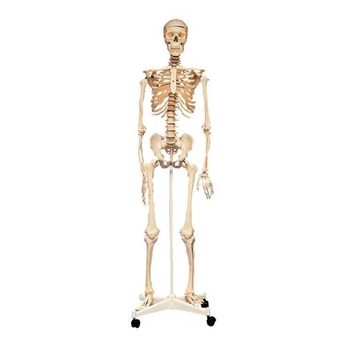 160cm Real Human Skeleton