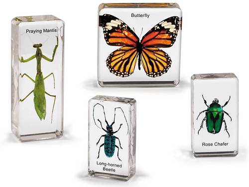 Insects Specimen Set