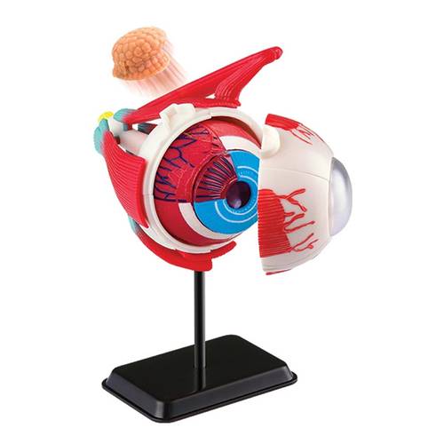 Eyeball Anatomy Model pcs 14cm (5.5″)35