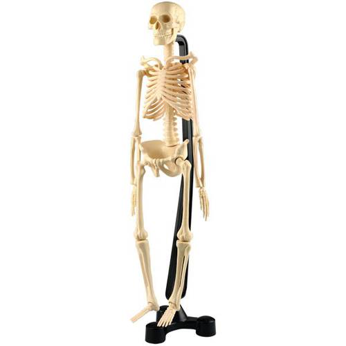 Mini-Skeleton-46 CM