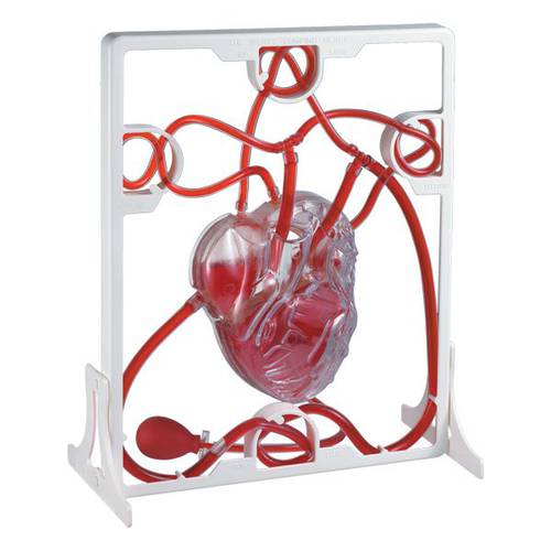 Pumping heart