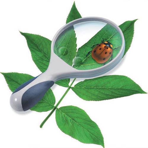 MAGNIFIER