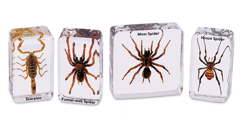 Scorpion & Spiders Specimen Set