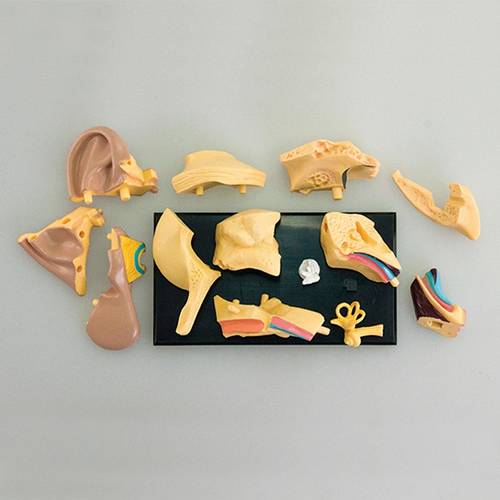 14 pcs 7.7cm (3”) Ear Anatomy Model