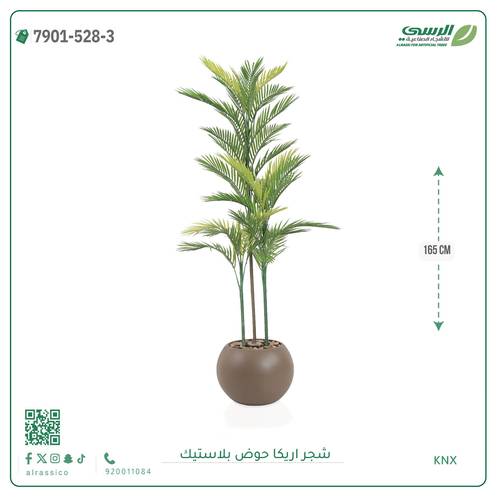 شجرة اريكا صناعية ( ارتفاع 165 سم ) حوض بلاستك