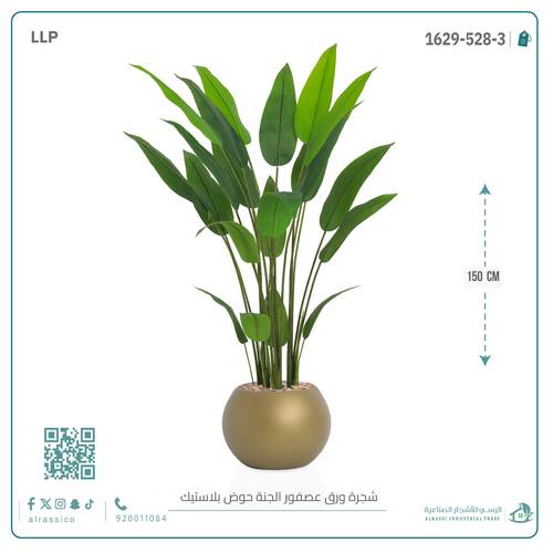 شجرة ورق عصفور الجنة حوض بلاستيك