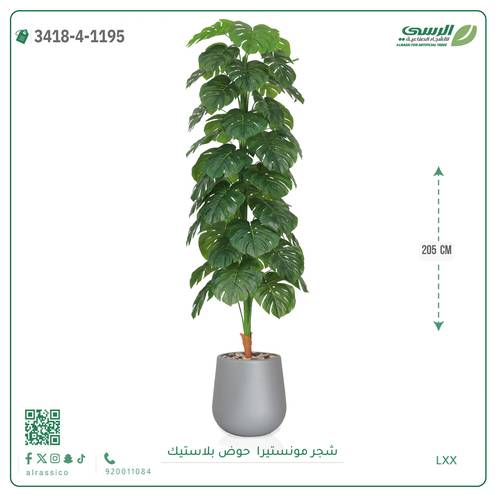 شجر مونستيرا صناعية ( ارتفاع 205 سم ) حوض بلاستيك