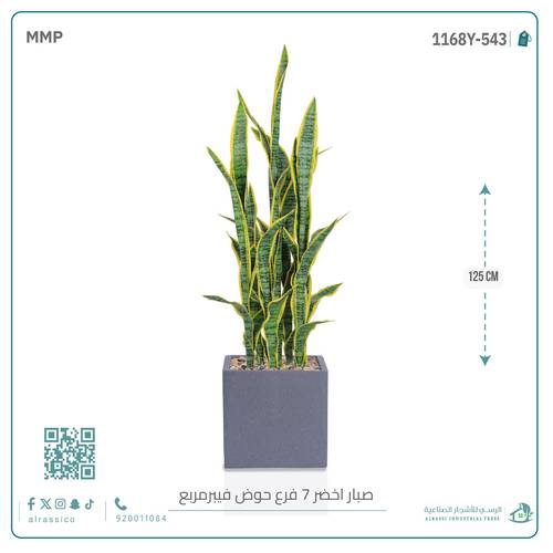  صبار سنسفيرا  أصفر (7 فروع) بمركن فيبر مربع 