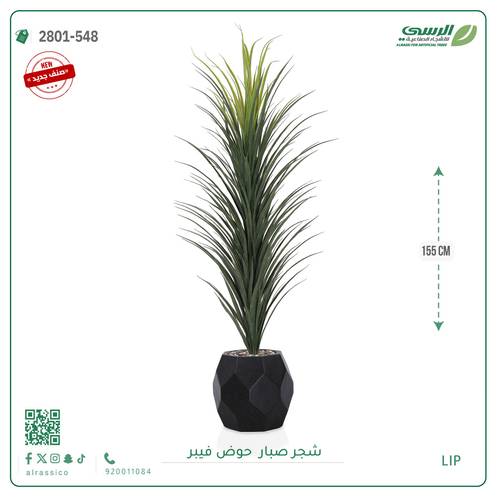 شتلة صبار بمركن فيبر مستطيل 