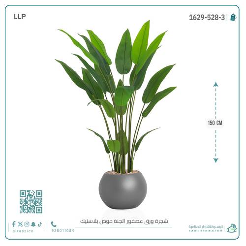 شجرة ورق عصفور الجنة حوض بلاستيك