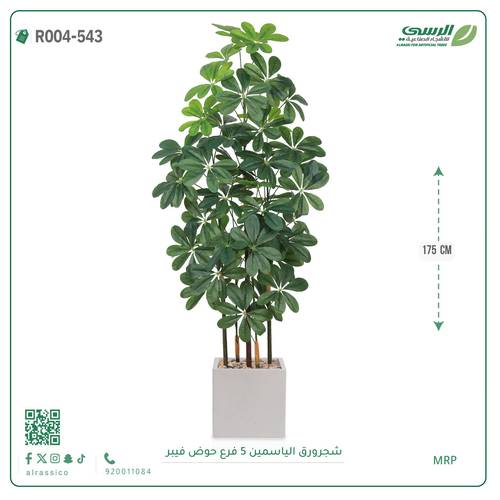 شجرة ورق ياسمين صناعية ( ارتفاع 175 سم ) حوض فيبر مربع