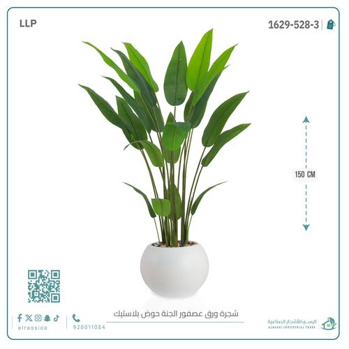 شجرة ورق عصفور الجنة حوض بلاستيك