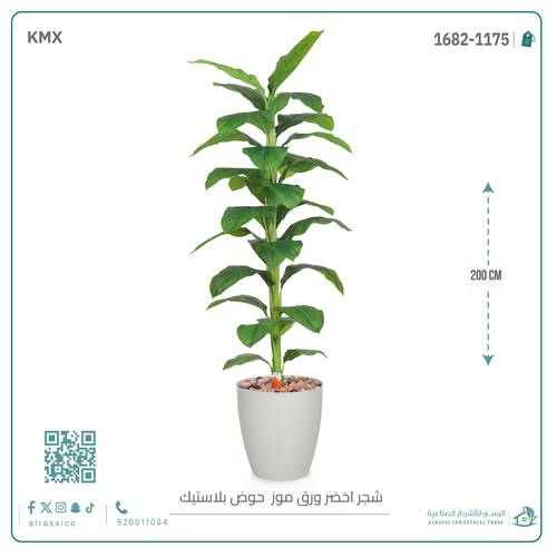 شجرة ورق موز ( ارتفاع 200 سم ) بمركن بلاستيك أسطواني