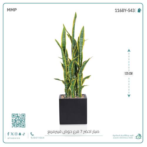  صبار سنسفيرا  أصفر (7 فروع) بمركن فيبر مربع 