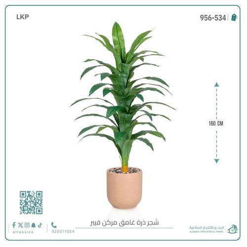 شجرة نبات الذرة (دراسينا) الاصطناعية بمركن فيبر أسطواني