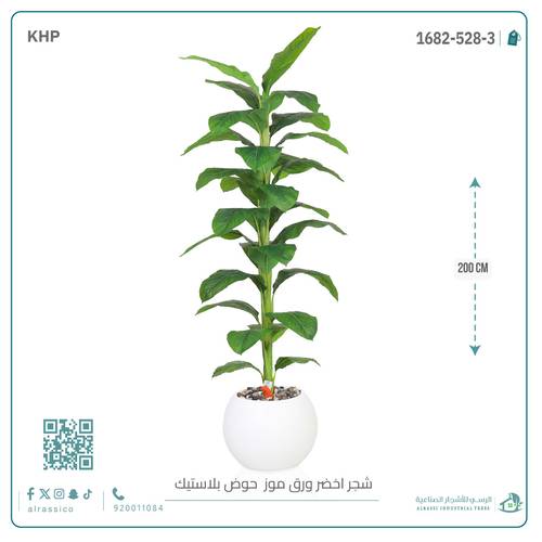 شجرة ورق موز ( ارتفاع 200 سم ) بمركن بلاستيك دائرى 