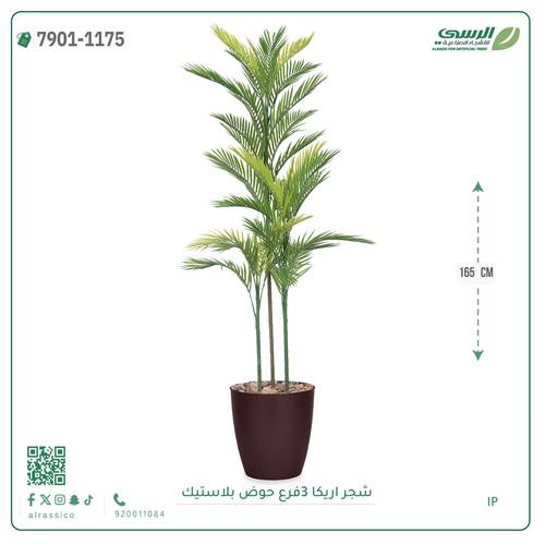 شجرة اريكا صناعية ( ارتفاع 165 سم ) حوض بلاستك