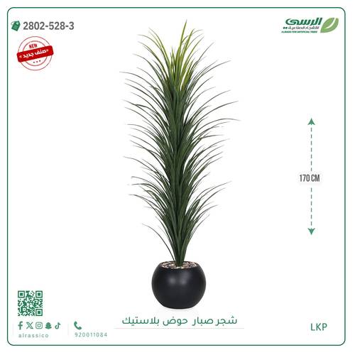  شتلة صبار بمركن بلاستيك دائري
