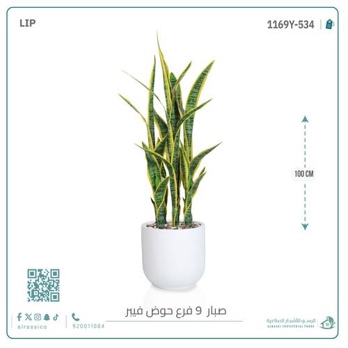  صبار سنسفيرا  أصفر (9 فروع) بمركن فيبر  أسطواني