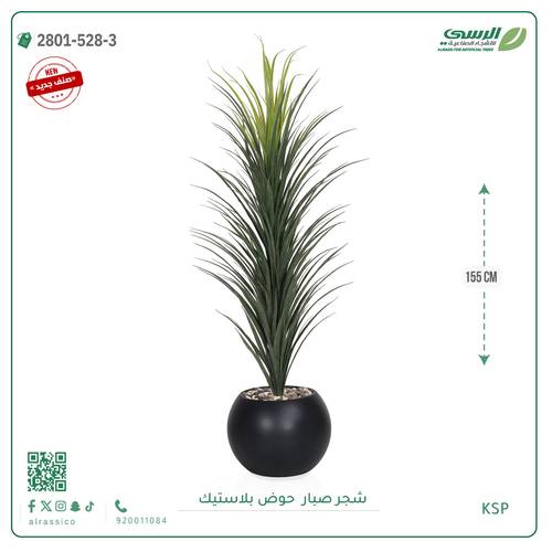 شتلة صبار بمركن بلاستيك جرة