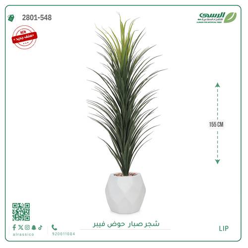 شتلة صبار بمركن فيبر مستطيل 