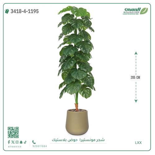 شجر مونستيرا صناعية ( ارتفاع 205 سم ) حوض بلاستيك