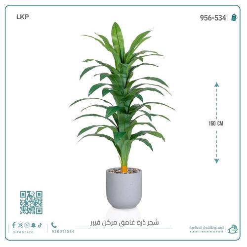 شجرة نبات الذرة (دراسينا) الاصطناعية بمركن فيبر أسطواني