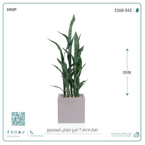 صبار سنسفيرا (7 فروع) بمركن فيبر مربع 