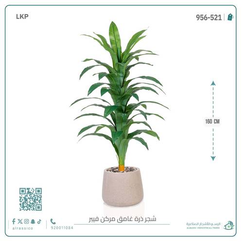 شجرة نبات الذرة (دراسينا) الاصطناعية بمركن فيبر بيضاوى