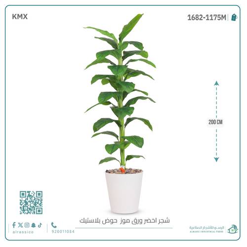 شجرة ورق موز ( ارتفاع 200 سم ) بمركن بلاستيك أسطواني