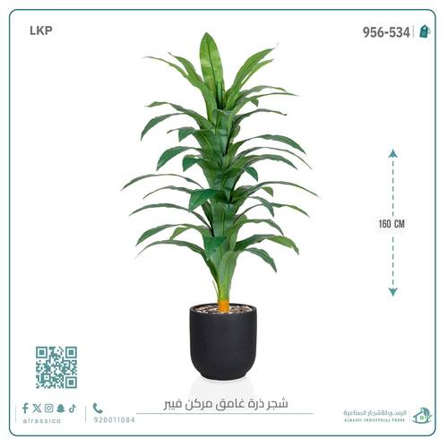 شجرة نبات الذرة (دراسينا) الاصطناعية بمركن فيبر أسطواني