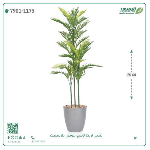شجرة اريكا صناعية ( ارتفاع 165 سم ) حوض بلاستك
