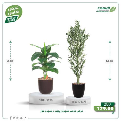 عرض شجرة زيتون صناعية ( ارتفاع 175 سم ) + شجرة ورق موز صناعية ( ارتفاع 75 سم ) حوض بلاستيك