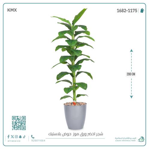 شجرة ورق موز ( ارتفاع 200 سم ) بمركن بلاستيك أسطواني