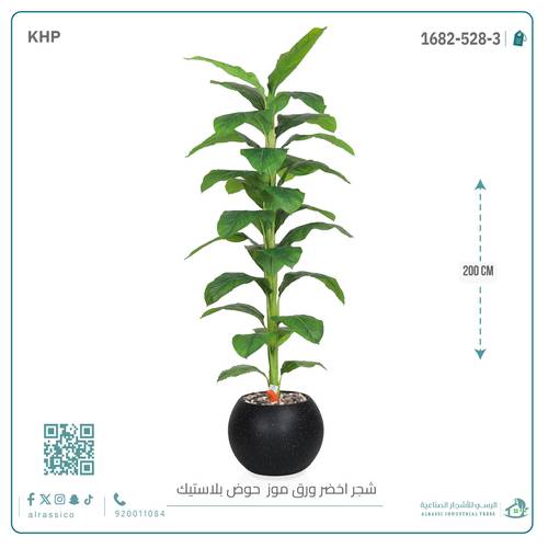 شجرة ورق موز ( ارتفاع 200 سم ) بمركن بلاستيك دائرى 