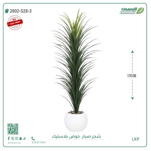  شتلة صبار بمركن بلاستيك دائري