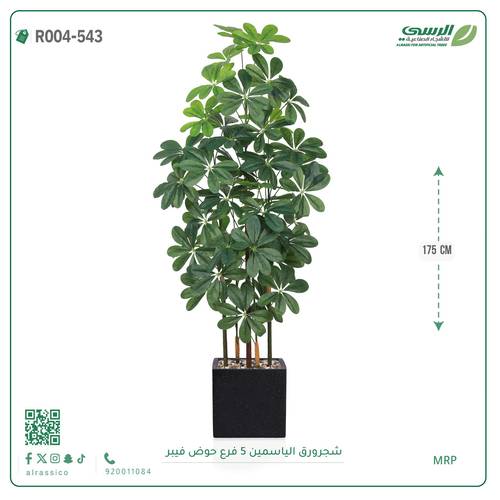 شجرة ورق ياسمين صناعية ( ارتفاع 175 سم ) حوض فيبر مربع