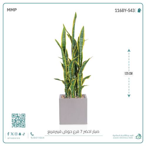  صبار سنسفيرا  أصفر (7 فروع) بمركن فيبر مربع 