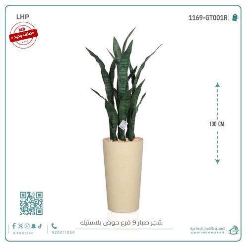 صبار جلد النمر أخضر ب9 فروع