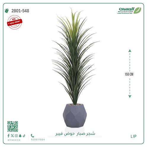 شتلة صبار بمركن فيبر مستطيل 
