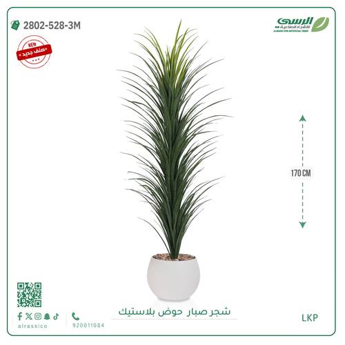 شتلة صبار بمركن بلاستيك دائري