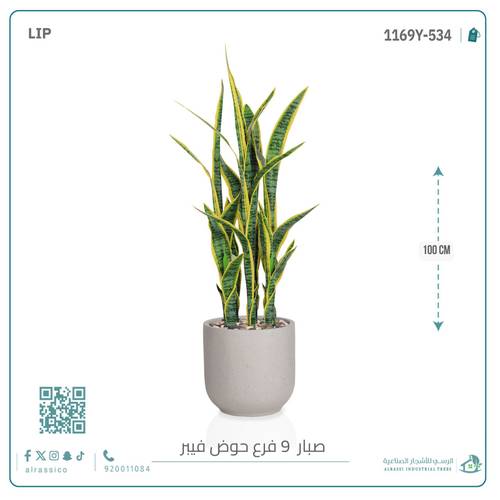  صبار سنسفيرا  أصفر (9 فروع) بمركن فيبر  أسطواني