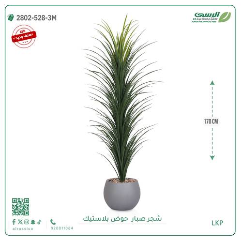  شتلة صبار بمركن بلاستيك دائري