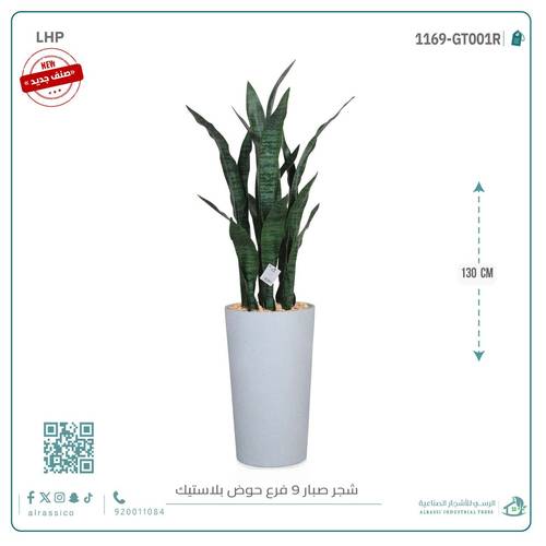 صبار جلد النمر أخضر ب9 فروع